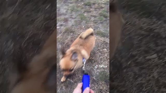 Помчи на прогулке смотреть онлайн