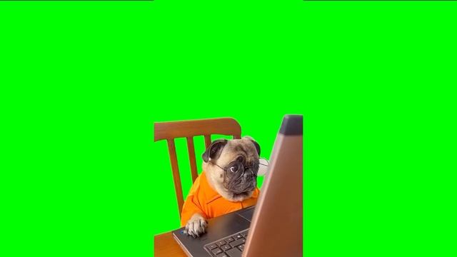 Dog at the computer meme mobs / Собака за компьютером мем мobs смотреть онлайн