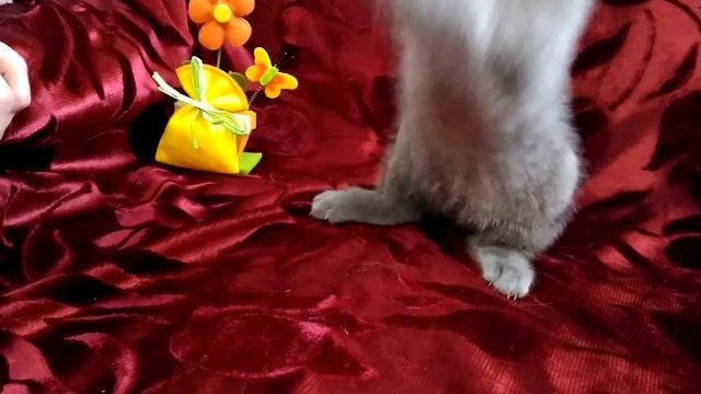 скоттиш страйт кот № 3 смотреть онлайн