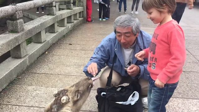 Как кормить оленя в Наре смотреть онлайн