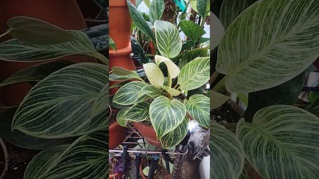 Birkin Philodendron #plants смотреть онлайн