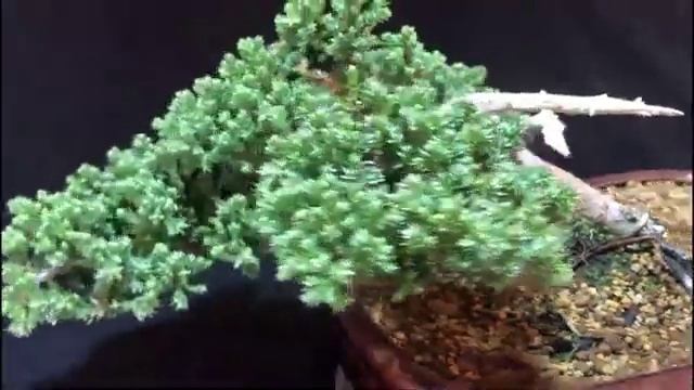 Juniperus Procumbens Nana 3 смотреть онлайн