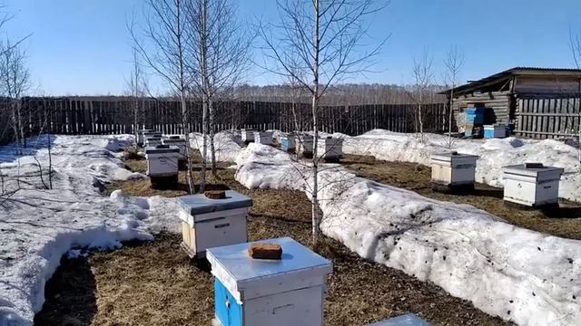 Несколько слов о выставке пчёл в конце марта в условиях западной сибири смотреть онлайн