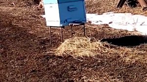 Весенний вынос пчел!