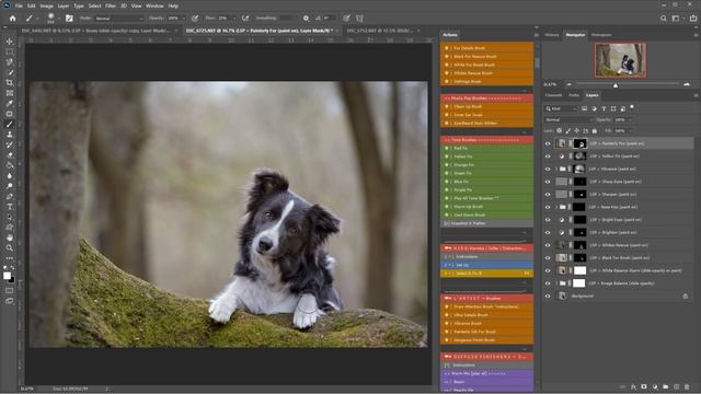 Photoshop Dog Portrait using the Fur Babies Actions by LSP image by Amanda Voller Dog Photographer смотреть онлайн