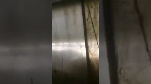 зима в теплице в Подмосковье,персики,виноград,инжир,магнолия ,шелковица,розы. смотреть онлайн