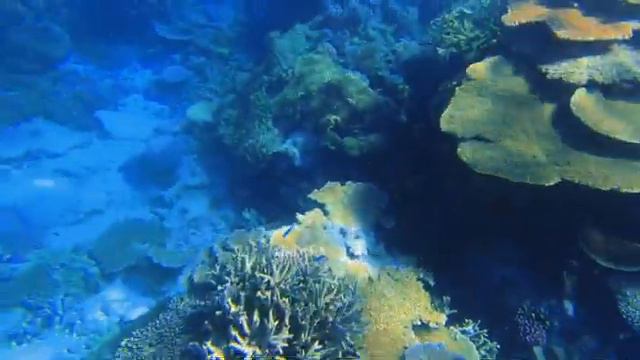 Diving the Great Barrier Reef - North Queensland Australia (Aiyaverse) смотреть онлайн