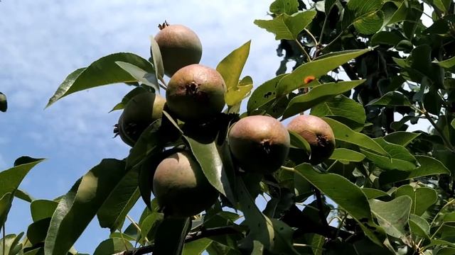 10 августа-ПРОХОРОВ день.Все сделки отложить Что нельзя делать.Народные приметы смотреть онлайн