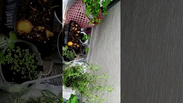 Вам интересно! Выращиваем дома на подоконнике овощи, микрозелень и зелень для здоровья! смотреть онлайн