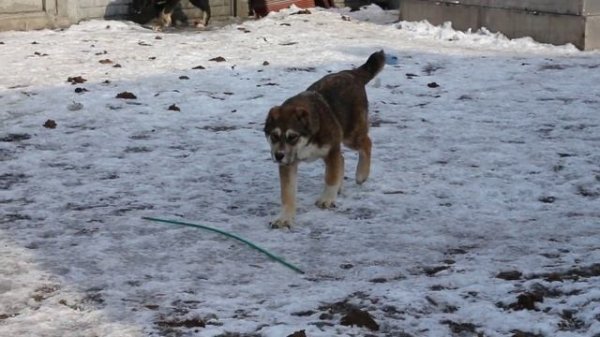 Щенки среднеазиатской овчарки (Алабай) 5 месяцев