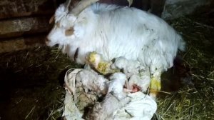 Окот шести коз за три часа ! У козы четыре козлёнка !