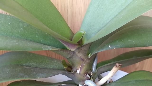 НАКАПАЙ орхидеи ЭТО! корни ПОВСЮДУ, цветоносы ПРОСНУТЬСЯ! ЙОД❤️ В ПОЛИВ орхидеи! смотреть онлайн