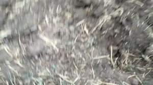 ЦАРСКОЕ ЗОЛОТО на копе| коп по старине с ШОКИРУЮЩИМ результатом