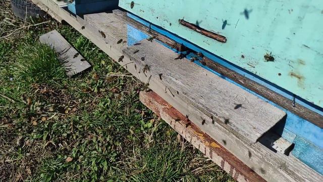 Пошла активно пыльца! 22 февраля. смотреть онлайн