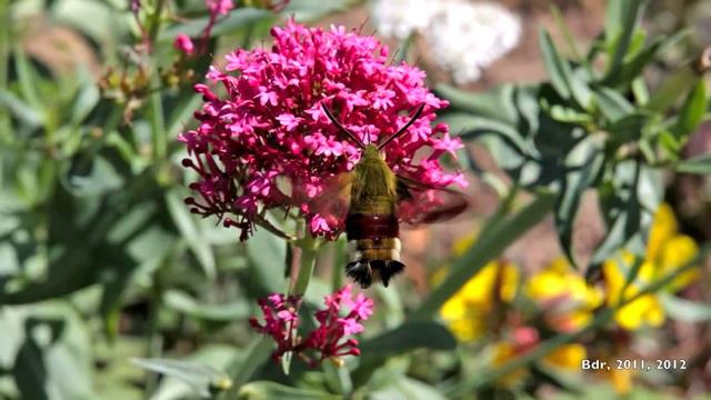 Sphinx / hummingbird moth смотреть онлайн