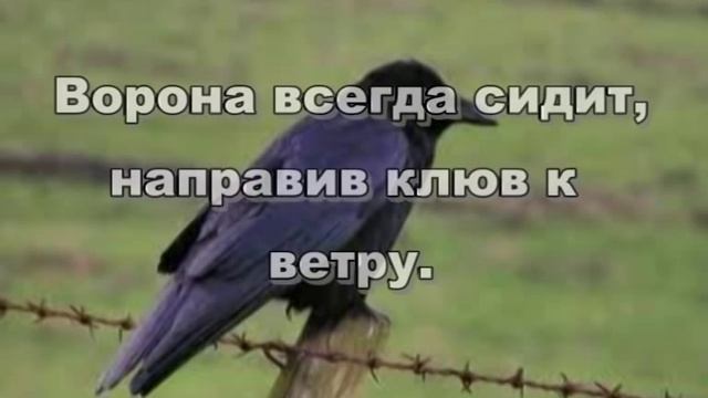 Вороны_Предсказания погоды_Приметы зимы смотреть онлайн