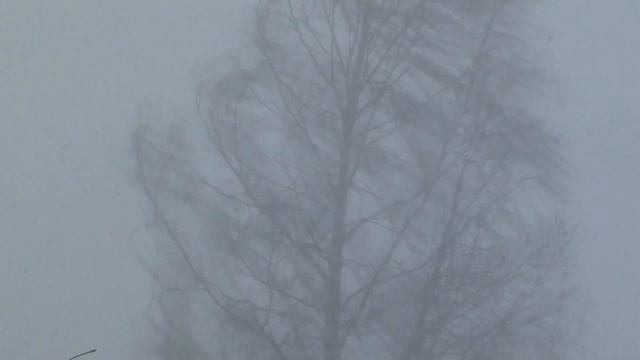снежная буря