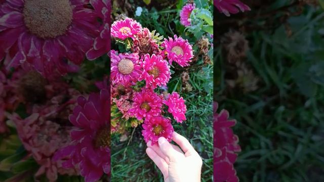 Это сделал с цветами мороз?❄️? смотреть онлайн