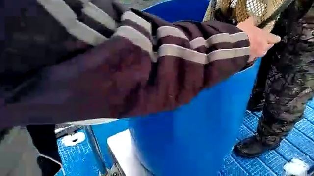 Ловля форели в Прудцах. Ловля на платнике. Рыбалка на безлимите. смотреть онлайн