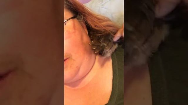 New chicken breed ISA Brown mixed with French Black Cooper Maran смотреть онлайн