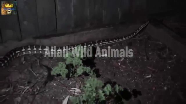 Wild Animal Fights | Python vs Bat - Snake vs Ant and Bee | Who win ? смотреть онлайн