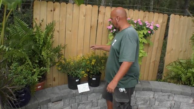 Versatile Plant Options: Jasmine, Schefflera arboricola ‘Trinette’ & Thryallis Plants смотреть онлайн