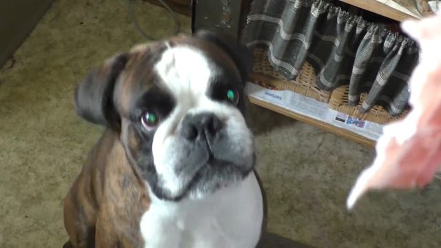 Собака Бокс и сочный бекон. Dog boxer Boxy and juicy bacon. смотреть онлайн