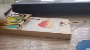 как зарядить мышеловку