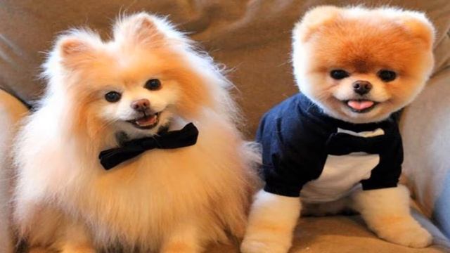 ТОП 10 САМЫХ МАЛЕНЬКИХ ПОРОД СОБАК В МИРЕ. смотреть онлайн