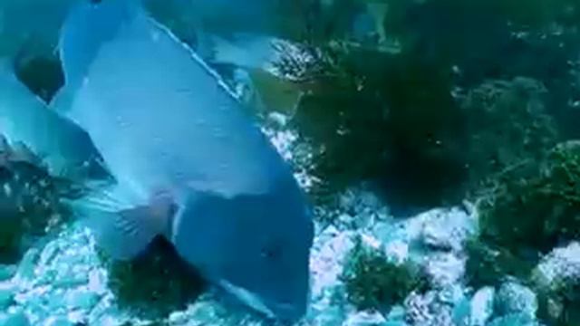 Scuba Diving & Game Fish смотреть онлайн