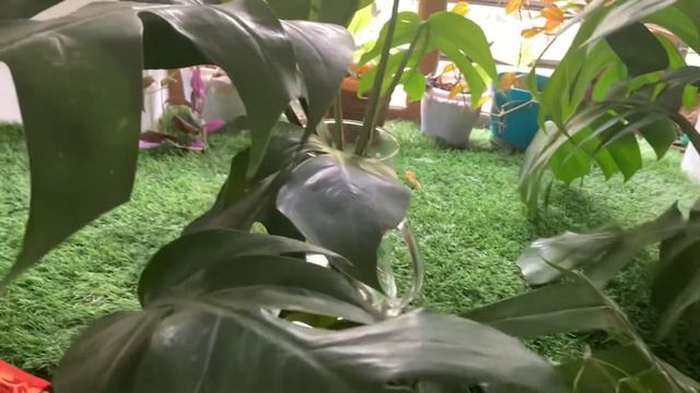 Monstera Deliciosa Vs Epipremnum Pinnatum / Indoor Plants / Dragon Tail Plant  / Care & Propagation