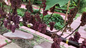 Виноград кишмиш Сомерсет сидлис.