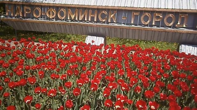 Красные тюльпаны 17 мая 2021 Наро-Фоминск смотреть онлайн
