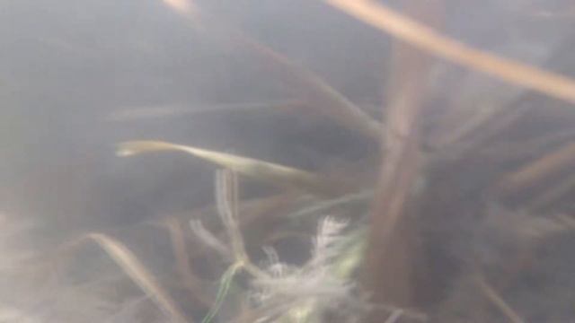 Съемка под водой.Тест Водонепроницаемого чехла. #romchik channel. смотреть онлайн