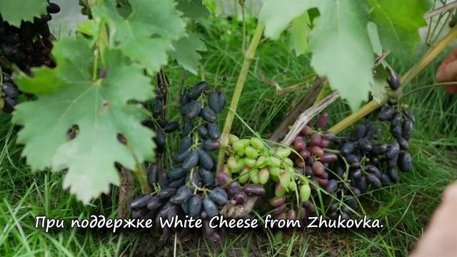 Сорт винограда Академик. ? Описание сорта винограда Академик. смотреть онлайн