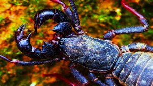 ТЕЛИФОН В ДЕЛЕ  против скорпиона, жужелицы, сверчка, сколопендры!