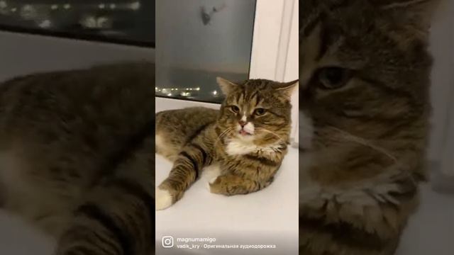 Кот просыпается смотреть онлайн