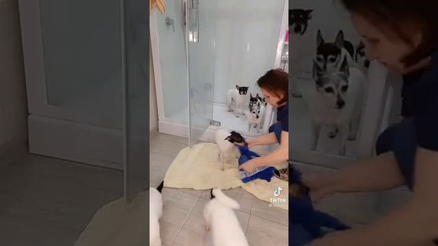 самый послушный😁 щенки😄 той-терьера ❤ сушуца по-очереди 😄😍 смотреть онлайн