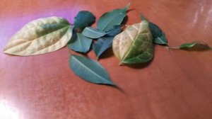 Как вырастить колонию бактерий за несколько дней