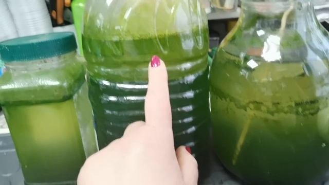 Как сделать биопрепараты своими руками- Триходерма, Хлорелла, Луковый настой #1 смотреть онлайн