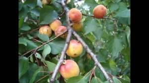 Абрикос Ранний (номерной)