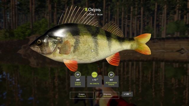 ПРОВЕРКА КЛЁВОЙ ТОЧКИ НА ГОЛАВЛЯ, Р. ВЬЮНОК. ЧАСТЬ 17. #рр4 смотреть онлайн