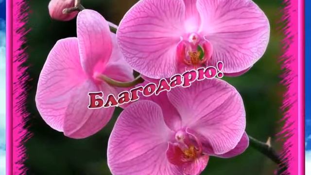 Никогда не говорите Спасибо! И вот почему… смотреть онлайн