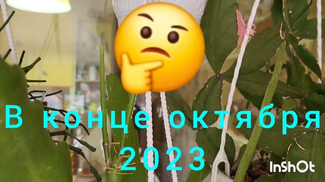 Спонтанный обзор растений. 17.02.2024. смотреть онлайн