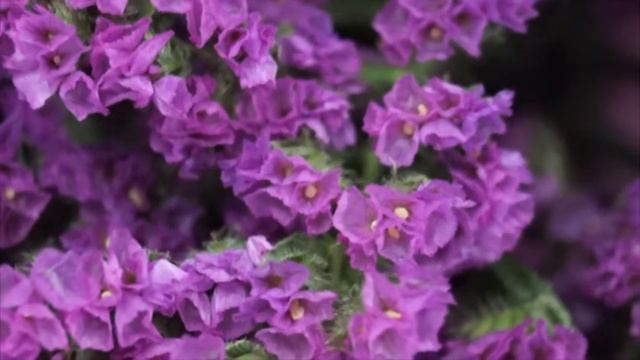 Купить Лимониум Limonium sinuatum 'Crystal Dark Blue' в Минске смотреть онлайн