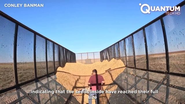 Harvesting Millions of Peanuts to Produce Delicious Peanut Butter смотреть онлайн
