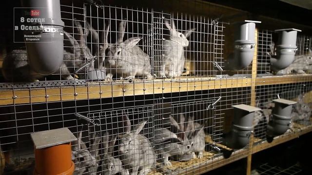 Подкармливаем кроликов горохом и пшеницей. смотреть онлайн