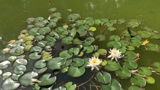 Что входит в обязанности французского бульдога Марсика смотреть онлайн