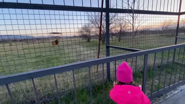 Как РЫЧАТ ЛЬВЫ! смотреть онлайн