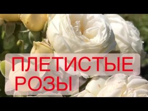 ОПОРЫ для плетистых роз❗️плюсы и минусы ❗️.mp4